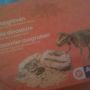 Dino opgraven #vaderdag