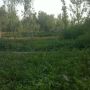 #love to #watch #greenery at #hometown want to stay with greenery #life time