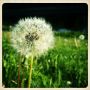 Pusteblume - wie so vieles im Leben.
