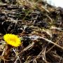 The warmth has finally coaxed out the first coltsfoot (Tussilago farfara, surprisingly a bit early!) #Orangeville #Spring