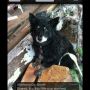 This little pup made it thru ok ... #Moore #Oklahoma #OklahomaTornado #Tornado #prayersforoklahoma