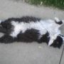 Despite appearances, this cat is NOT dead...