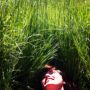 gras is nergens groener