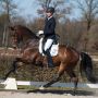 Glock's Casper at first qualifier for #Verden @KNHSNederland 