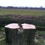 De (twee) bomen uit de tuin van mijn jeugd zijn verdwenen.