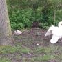 Baby-zwaantjes!!!!