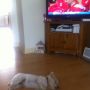 The excitement at the Cricket has clearly got too much for some......