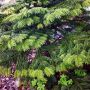 #TwoTone #ChristmasTree... #Denneboom #Green #Spring