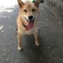 今日から東京で長期の研修です。いろはとしばらくお別れなのが悲しいです＞_＜