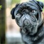 pug #pugs #puglife #puglove #pugstagram #petstagram #pugsofinstagram #blackpug #jj #dog #dogstagram #picoftheday #cute #photooftheday #instamood #instagood #ilovemydog #dogsofinstagram #petpics #squis