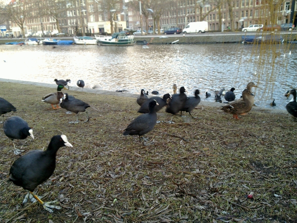 Beestenboel