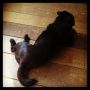 It's a black panther...oh no, it's a black pug sun bathing. #pug #pugs #puglife #puglove #pugstagram #petstagram #pugsofinstagram #blackpug #jj #dog #dogstagram #picoftheday #cute #photooftheday #inst