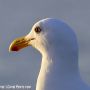 Seagull at Sunset @VisitOceanside @VisitCA. 