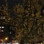 A little late night evidence of the annual Bloom Time in Big Town