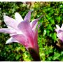 De Magnolia die we vorig jaar van @elleoj en @kobuspost kregen twijfelt niet meer: het is lente! 