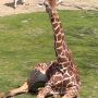 One of my best pictures i took at the Zoo #giraffe #beeyootifuul ;)