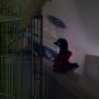 @MissDNA1 petunia sharing a moment with her goose!