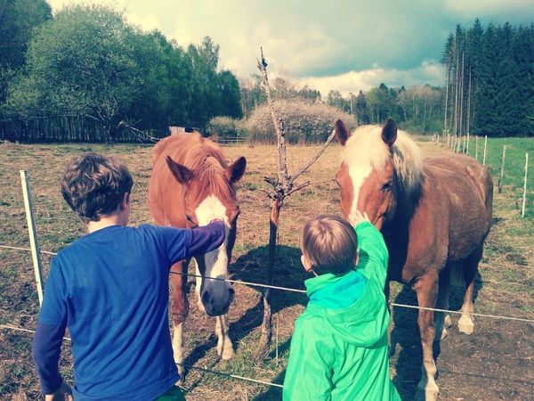 brave paardjes
