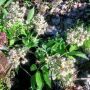 Your mother was a hamster, and your father smelt of . . . Sambucus canadensis. #nature #plants #flowers #montypython