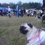 En el Perrocross!