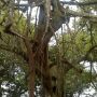 Árbol o raíz de la selva?