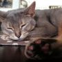 テーブル使いたいけど、猫さま優先₍˄ุ.͡˳̫.˄ุ₎ฅ˒˒ #cat #猫部 
