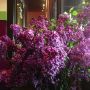 Frontera: Yea!! It's lilac season!