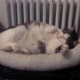 Sparky chillaxing