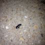 The Taint Bugs are out in force, @maddcracker1982 and @DJPhillyNY. Luckily, both of you are nowhere near them.