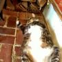 Cat-atonic. #cats #fb