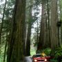 Driving through the red woods