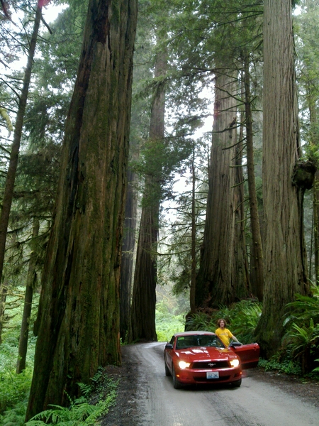 Driving through the red woods