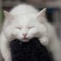 Sleepin' kitty