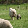 @Marielle4912 Dit zagen we na de kersenbloesem #genietenvandenatuur #Godsschepping