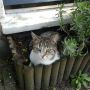 Someone planted a #randomkitteh 