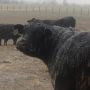 This is why some cows lose ears to frostbite!  Brrrrr!!