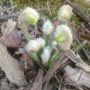 Fiddleheads are out, Petersham MA. #nature #spring #plants #ferns #pteridophytes #fb