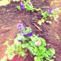 Het begin is gemaakt. #tuin #lente 