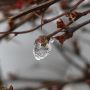 Icy berberis #ice spring #snow