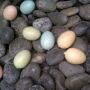 Happy Easter! #Taos #NM