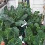 Giant caulis in allotment greenhouse