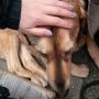 Ik aai een hond die groter is dan ik! #overwinning
