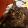 CAT STATUS: Pretty OK, all things considered.