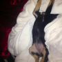 Bruh the way Chi sleeps..