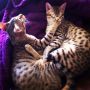 I am forever deemed a pirate on my twitter visage ? !!! Here's some photo of  #kittens  #savannahs #cute #cats 