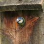 Blue tit this afternoon