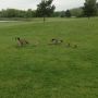 @Robinhiscab having said that Rob these was the only birds I saw today ❤⛳

#BirdieLess 
