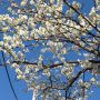 快晴！あったかい！んで、梅が満開！
…ってことは花粉もね(^◇^;)