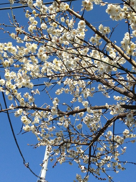 快晴！あったかい！んで、梅が満開！
…ってことは花粉もね(^◇^;)