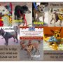 http://snapadoptapet.bravesites.com/ #CHIHUAHUA #dog #puppy #foster #adopt #shelter #spay #neuter #senior #pet #old #rescue #save #share #bestfriend #friend #friendship